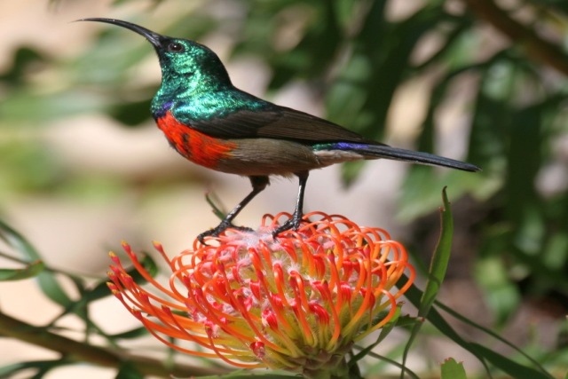 Vogelbeobachtung in unserem Garten - Südafrika - 