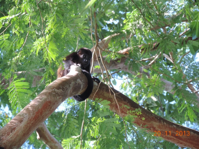 Noch ein Besucher im Baum :-) - Costa Rica - 