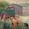 Ranch dog Wilton - Rhodesian Ridgeback