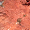 230 Millionen Jahre alte Dinosaurier-Spuren lassen finden sich in unserem Reservat finden