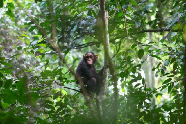 Schimpanse im Budongo Wald - Uganda - 