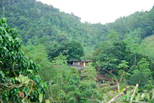 Regenwaldfeeling - Sri Lanka - 