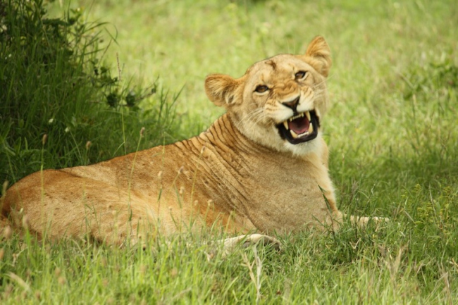 Löwin auf Safari in Samburu - Kenia - 