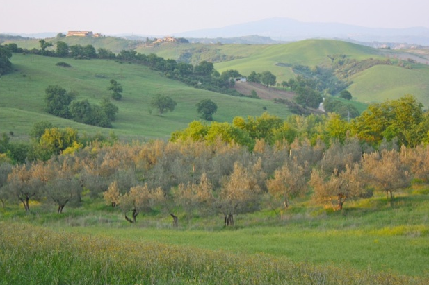 Unsere Olivenplantage  - Italien - 