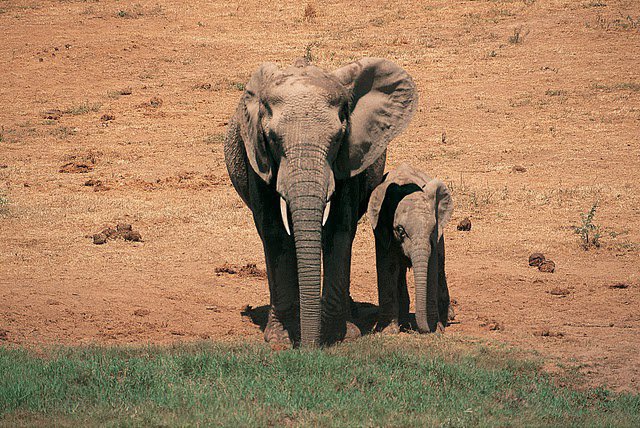 Auf den Reit-Safaris begegnen Ihnen Elefanten... - Südafrika - 