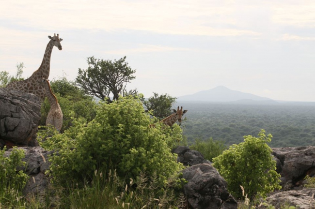 Giraffen vor malerischer Kulisse anzutreffen ist von schöner Anmut - Namibia - 