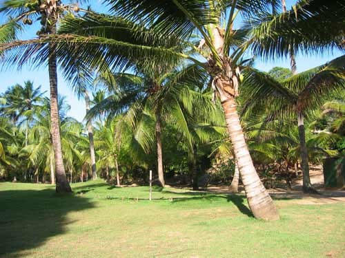Unser Palmengarten - Brasilien - 