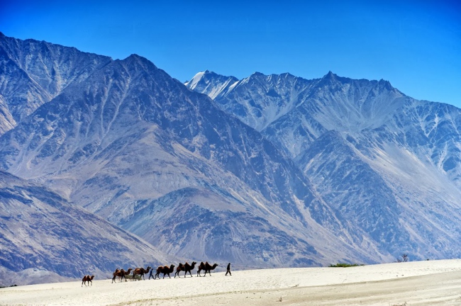 Die Sandwüste im Nubra Tal, Ladakh, Jammu & Kashmir - Indien - 