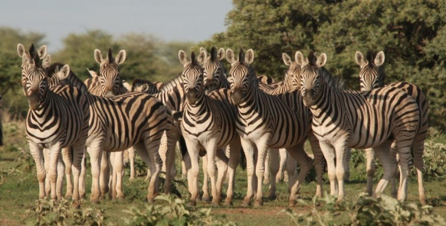 Auch die imposanten Zebras trifft man unteregs an  - Namibia - 