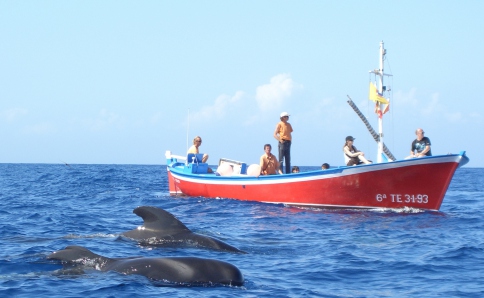 Wal- und Delfinbeobachtungen auf La Gomera