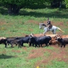 Wir betreiben eine öko-zertifizierte Pferde- und Rinderzucht