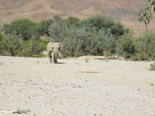 ... und auch Elefanten kommen nah ... - Namibia - 