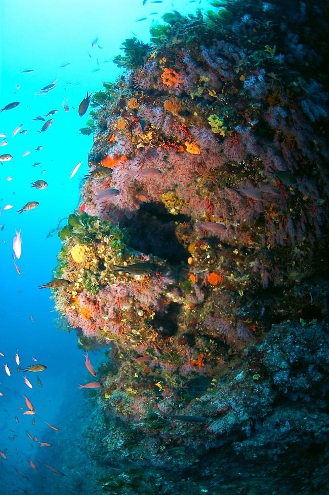 Wunderschönes Korallen - Italien - 