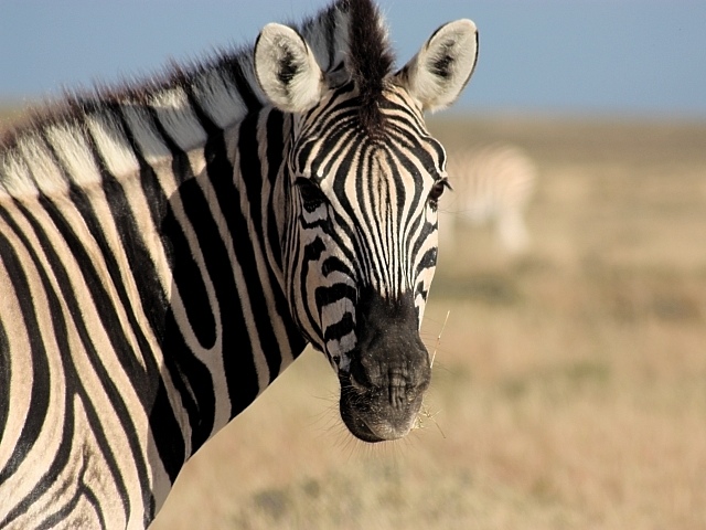 Zebra im Etosha Nationalpark - Namibia - 