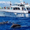 Willkommen zu unserem nachhaltigen Whale Watching auf La Gomera!