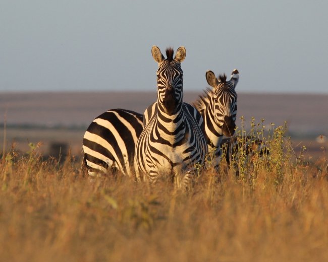 Zebras auf unserer Farm - Kenia - 
