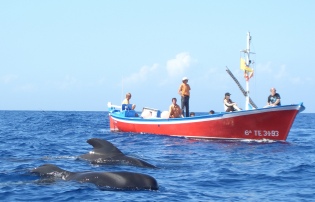 Wal- und Delfinbeobachtungen auf La Gomera