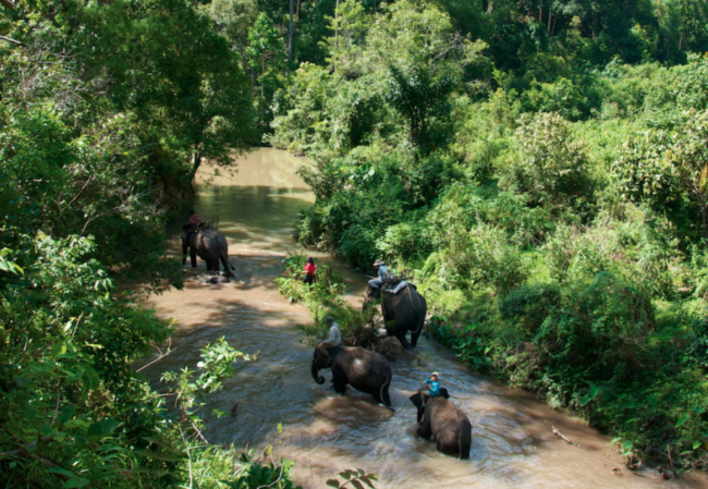 Willkommen bei uns zu einem einmaligen Erlebnis mit glücklichen Elefanten - Thailand - 
