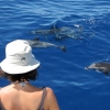 Delfine hautnah erleben