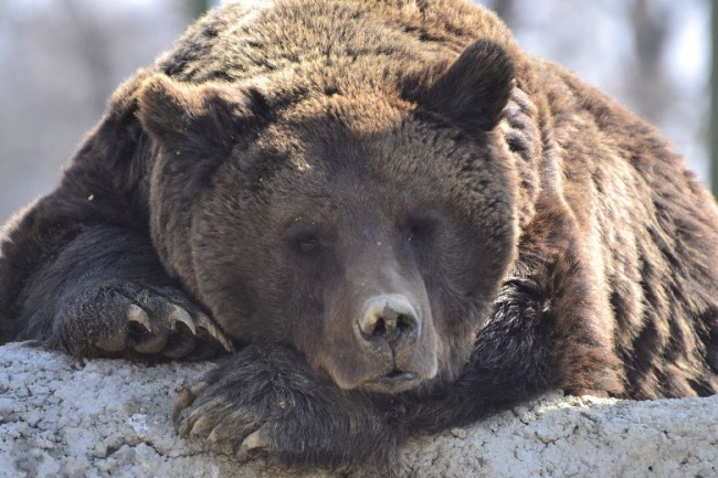 Bären hautnah erleben - Rumänien - 