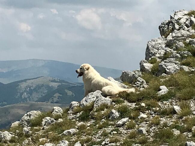 Buck (unser Hund) in den Abruzzen - Italien - 