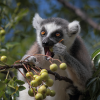 Einer der vielen Lemuren die man hier fast täglich sieht.