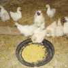 Hofbewohner: Hühner, Hunde, Kaninchen, Katzen, Zwergziegen, Schafe..
