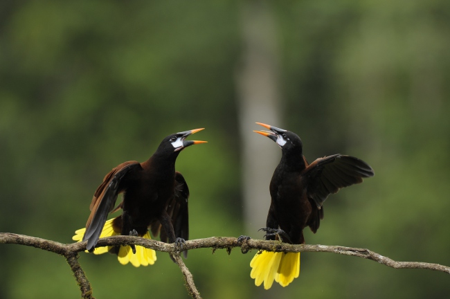 Zwei Montezumastirnvögel - Costa Rica - 