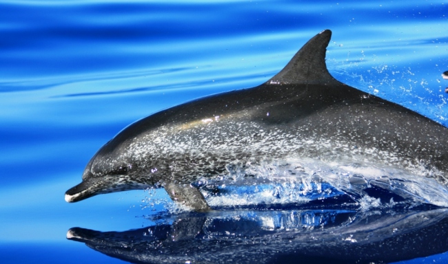 Schwimmen mit Delphinen - Portugal - 