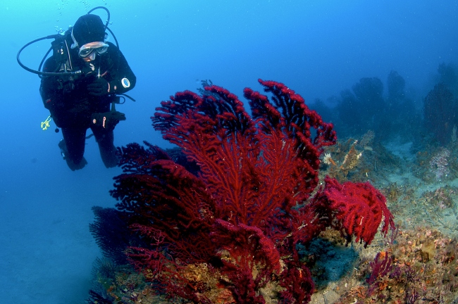 Willkommen zur traumhaften Unterwasserwelt rund um Elba! - Italien - 