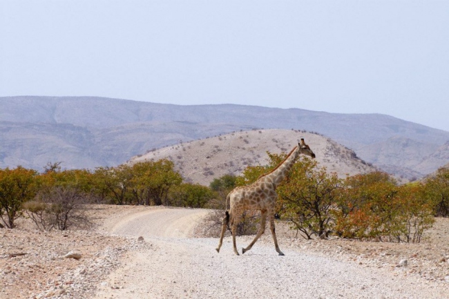 Giraffe kreuzt die Strecke (nahe Kunene) - Namibia - 
