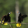 Zwei Montezumastirnvögel