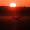 Die Sonnenuntergänge in Afrika sind unvergleichlich!