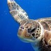 Unterwasserschildkröten sind um Khao Lak häufig zu finden