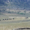Elefanten in freier Wildbahn zu erleben ist immer wieder wunderbar!