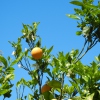 Orangenzeit, im Tal von Soller