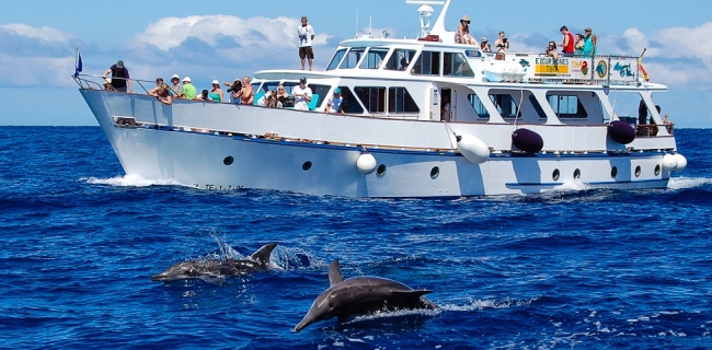 Willkommen zu unserem nachhaltigen Whale Watching auf La Gomera! - Spanien - 