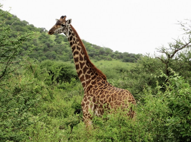 Rothschild Giraffe - Lake Nakuru - Kenia - 