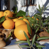 Genießen Sie ganzjährig frische Orangen auf unserem Landgut und die selbstgemachten Konfitüren