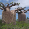 Baobabs - beeindruckend, oder?